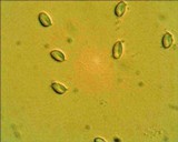 Mycena quiniaultensis image