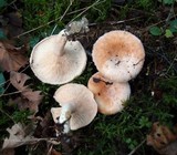 Lactarius pubescens image