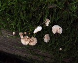 Marasmiellus ramealis image
