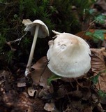 Mycena galericulata image