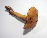 Suillus bovinus image