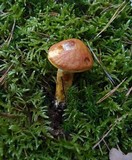 Suillus grevillei image