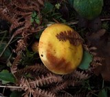 Suillus grevillei image