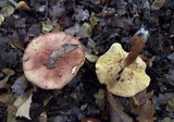 Tricholoma fulvum image