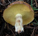 Suillus pseudobrevipes image
