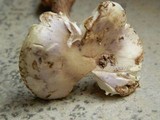 Amanita citrina f. lavendula image