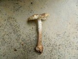 Amanita citrina f. lavendula image