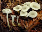 Marasmius calhouniae image