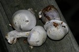 Cortinarius argenteopileatus image