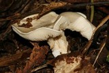 Pleurotus dryinus image