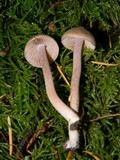 Inocybe pusio image