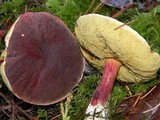Boletus zelleri image