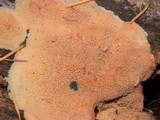 Merulius tremellosus image