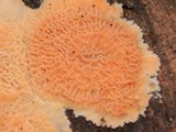 Merulius tremellosus image