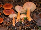 Lactarius luculentus var. laetus image