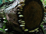 Hypholoma capnoides image