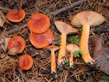 Lactarius luculentus var. laetus image