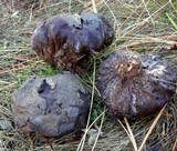 Calvatia cyathiformis image