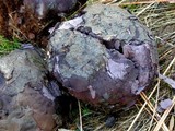 Calvatia cyathiformis image