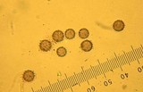 Calvatia cyathiformis image