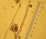 Calvatia cyathiformis f. fragilis image