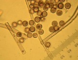 Calvatia cyathiformis image