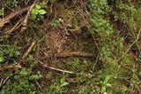 Dacrymyces stillatus image