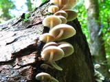 Hypholoma capnoides image
