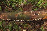 Dacrymyces stillatus image