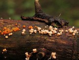 Dacrymyces stillatus image