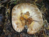 Gomphus kauffmanii image