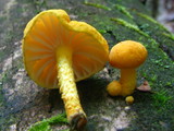 Cyptotrama chrysopepla image