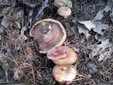 Lactarius rubrilacteus image