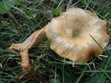 Lactarius rubrilacteus image