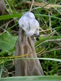 Hypomyces cervinigenus image