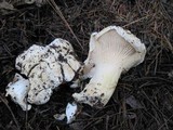 Cantharellus subalbidus image
