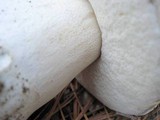Boletus regineus image