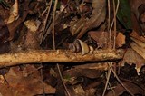 Melanotus horizontalis image