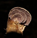 Melanotus horizontalis image