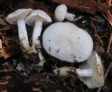 Leucopaxillus albissimus image