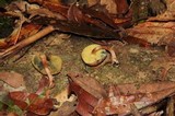 Boletellus chrysenteroides image