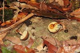 Boletellus chrysenteroides image