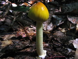 Amanita banningiana image