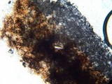 Boletellus chrysenteroides image