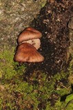 Melanoleuca yucatanensis image