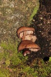 Melanoleuca yucatanensis image