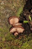 Melanoleuca yucatanensis image