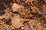 Melanoleuca yucatanensis image