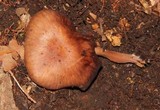 Melanoleuca yucatanensis image