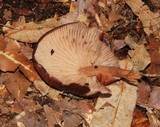 Melanoleuca yucatanensis image